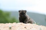 CAIRN TERRIER 597